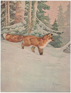 [Red Fox in Snow]